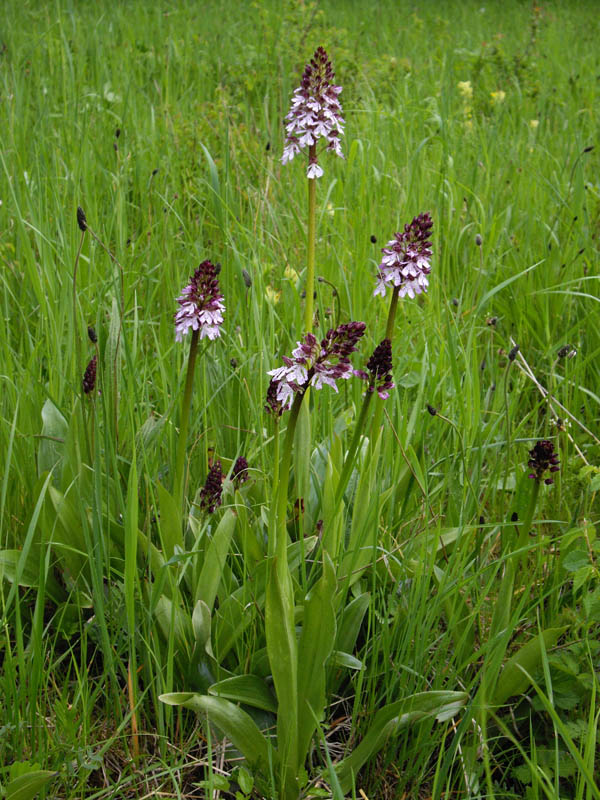 Orchis purpurea